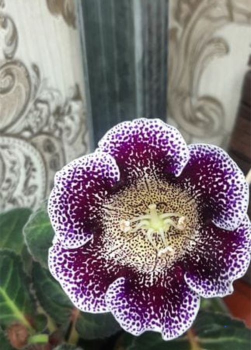 Глоксиния  глоксиния