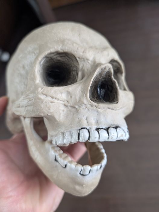 Craniu uman, replica din cauciuc, model de studiu