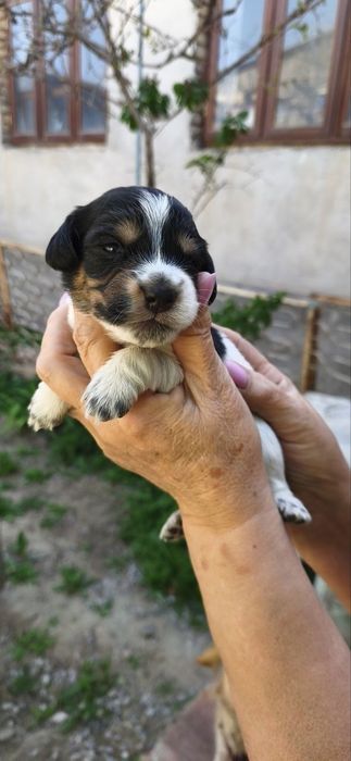 Отдам щенят даром