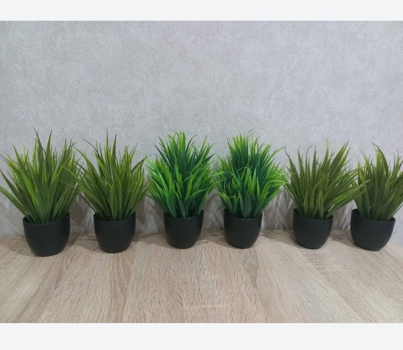 Дерево    Бонсай