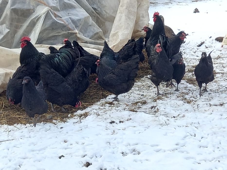 Ouă pentru incubat Australorp negru