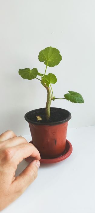 Продам укорененные ростки . Белой герани