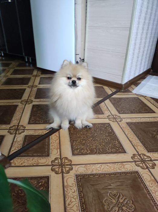 Ищем девочку шпица для вязки