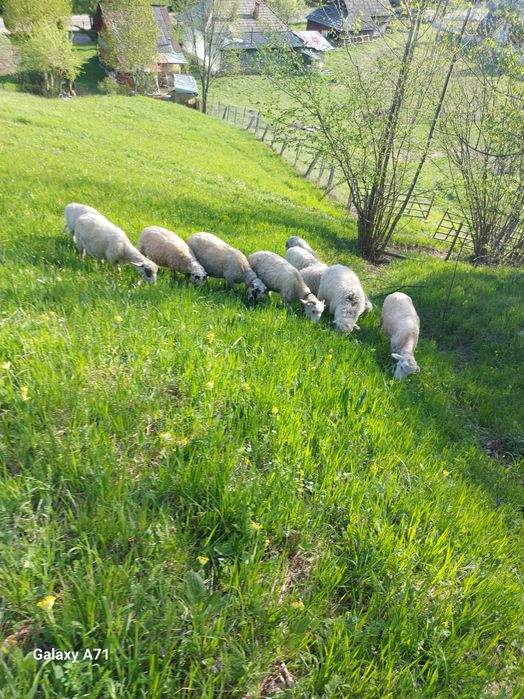 Vand oi 6 buc 3 oi cu miei mari si 3 carlane