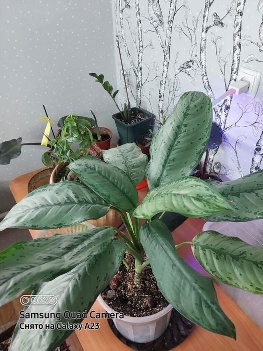 Комнатные цветы,адаптированные