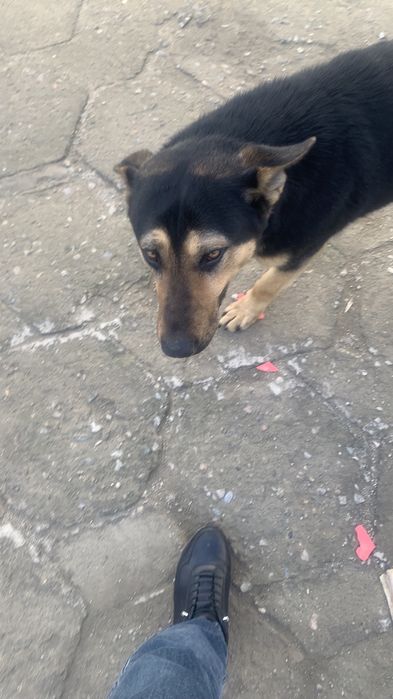 Продам собака овчарка