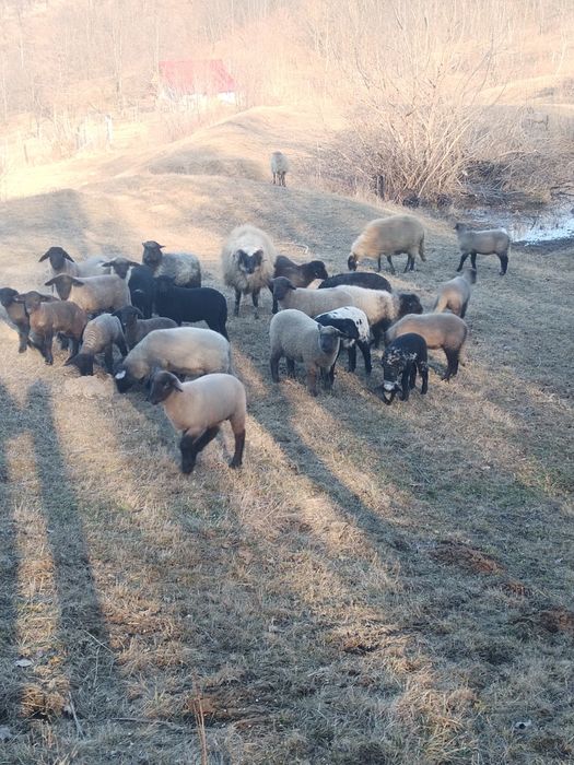 Oi și capre de vânzare