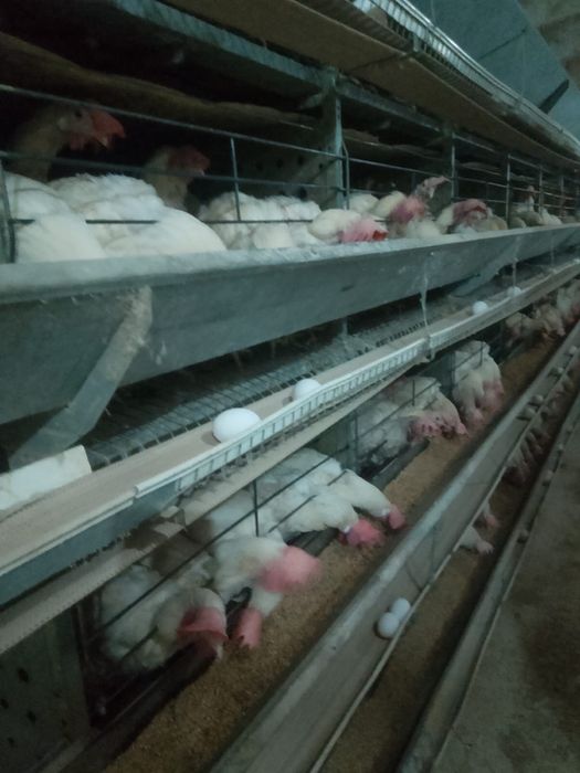 Продам срочно курей