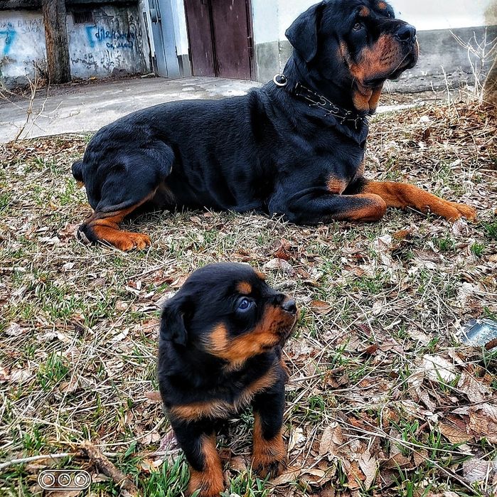 Ротвейлер для вязки