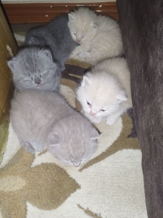 Skotish fuld i britanskiy strayt