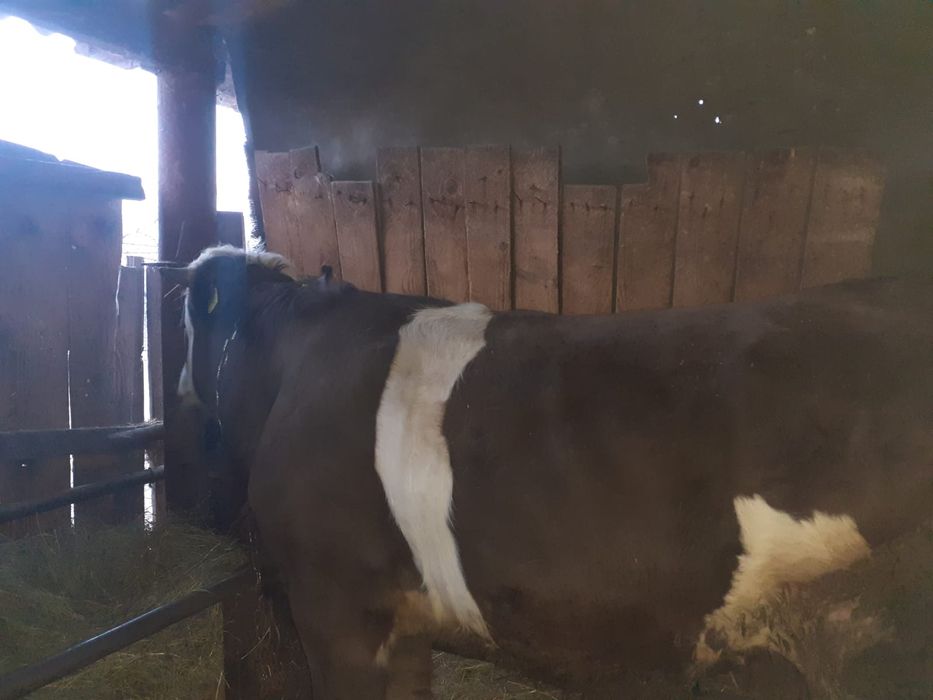 Vând vitel b.r .de 11 luni .