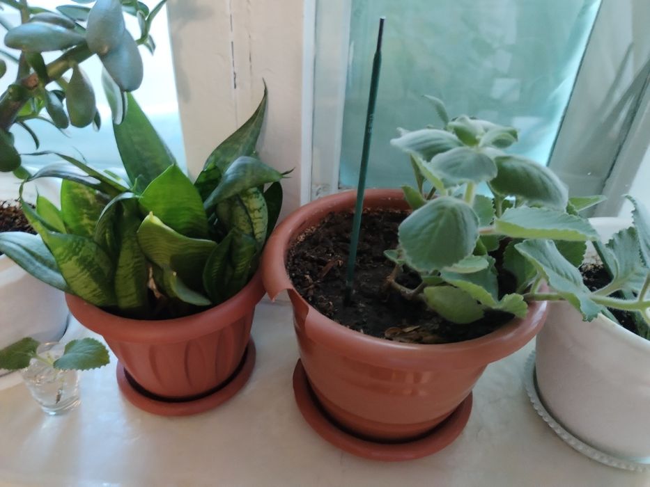 Цветы домашние. мята чайная..