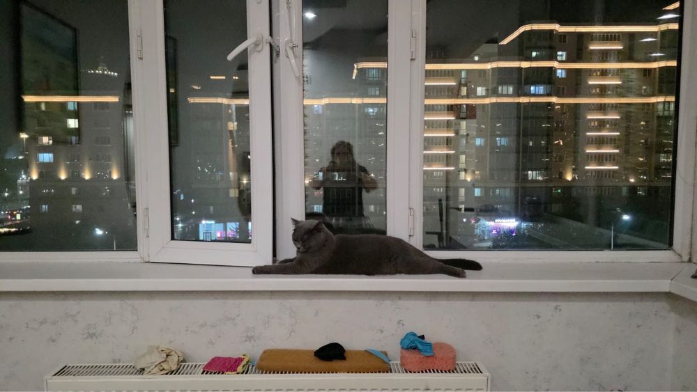 Продадим кота Британца