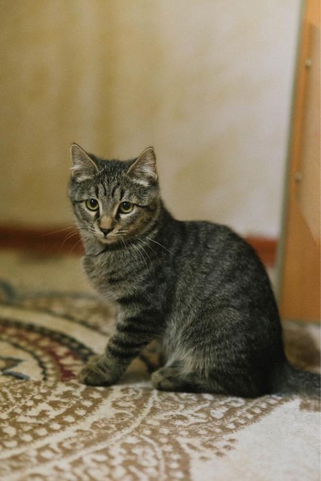 Котенок мальчик ищет дом