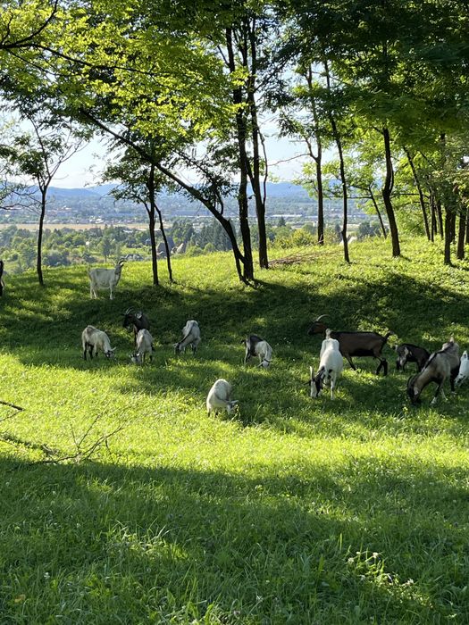 De vanzare caprite,tap si iezi