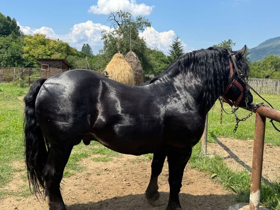 Vând armăsar în vârstă de 6 ani cuminte nu mușcă nu zvârle învățat la muncile agricole și gospodărești accept ori ce probă la plăcerea clientului