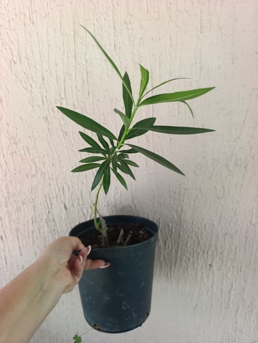 Продам  розовый олеандр