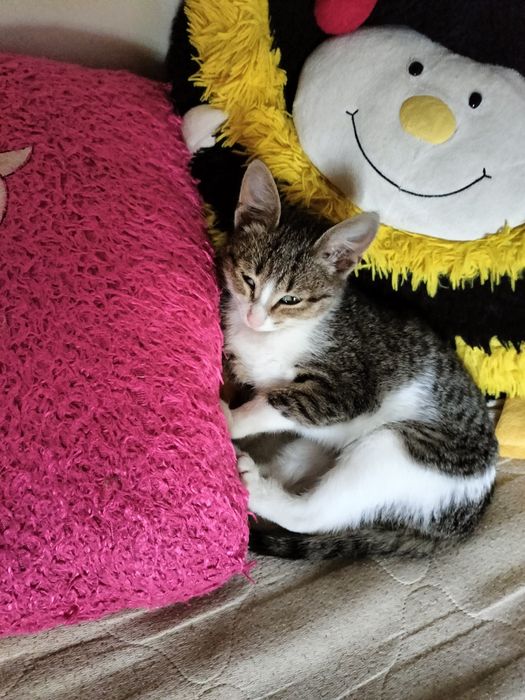 Котята в добрые ручки