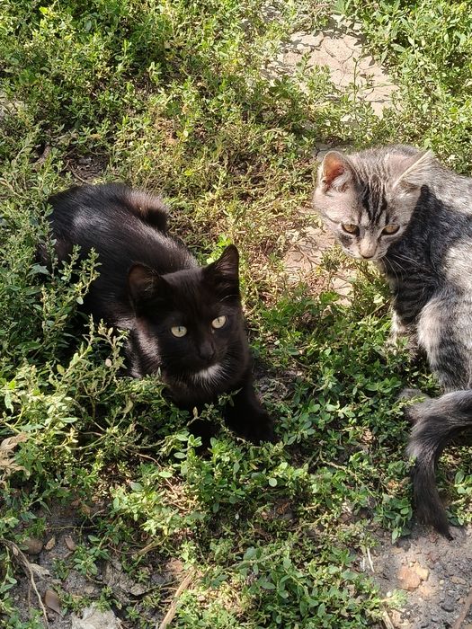 Отдам двух красивых котят