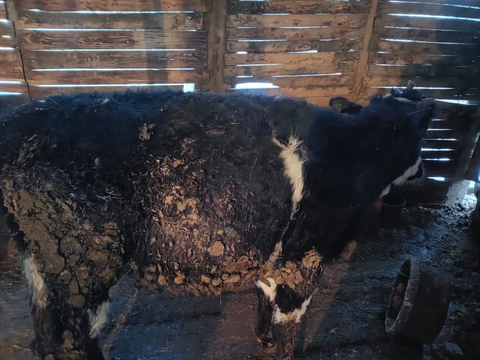 баспак сатамыз 2 ургашы