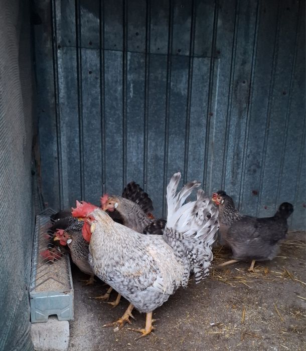 Oua incubat de la găini Cream Legbar