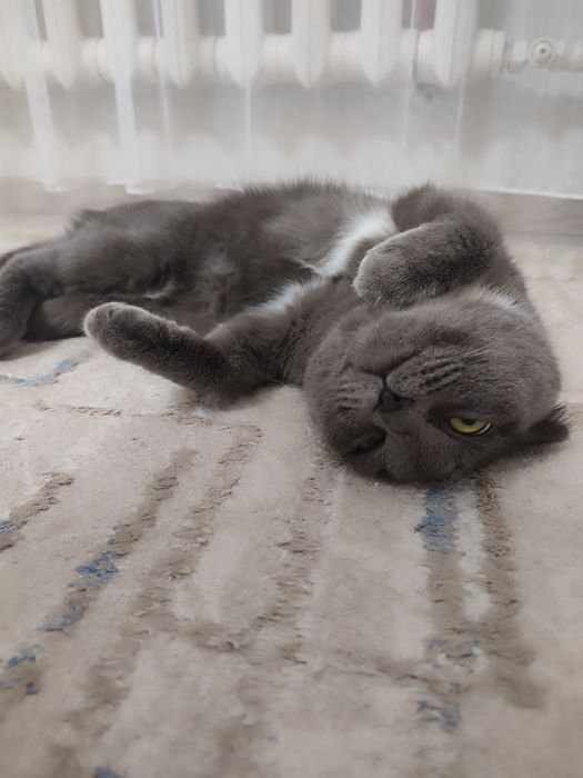 Кошечка для вязки случки