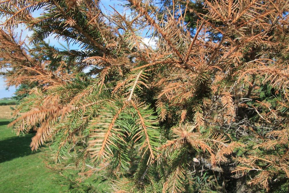 Услуги Садовника Богбон хизмати. Фумигация обработка деревьев.