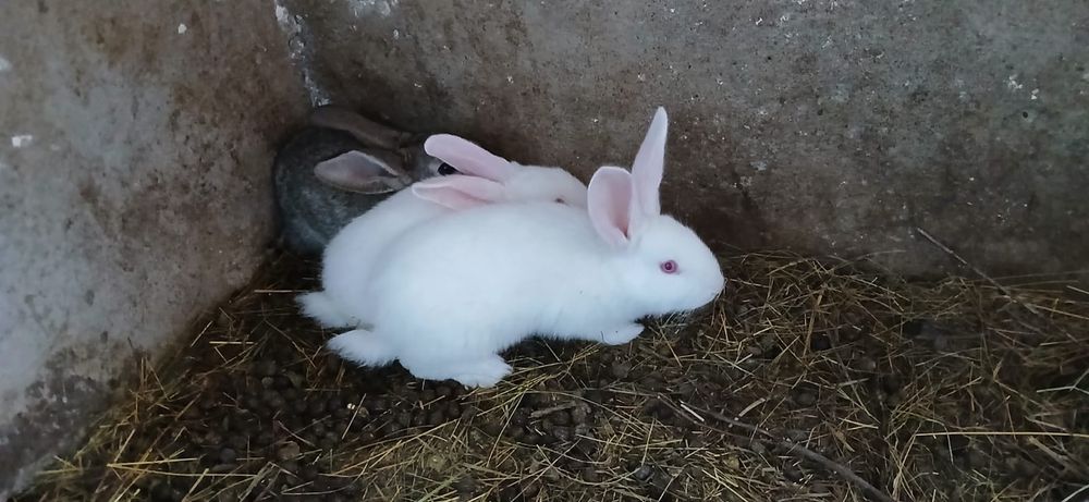 Vând iepurași  albi și gri