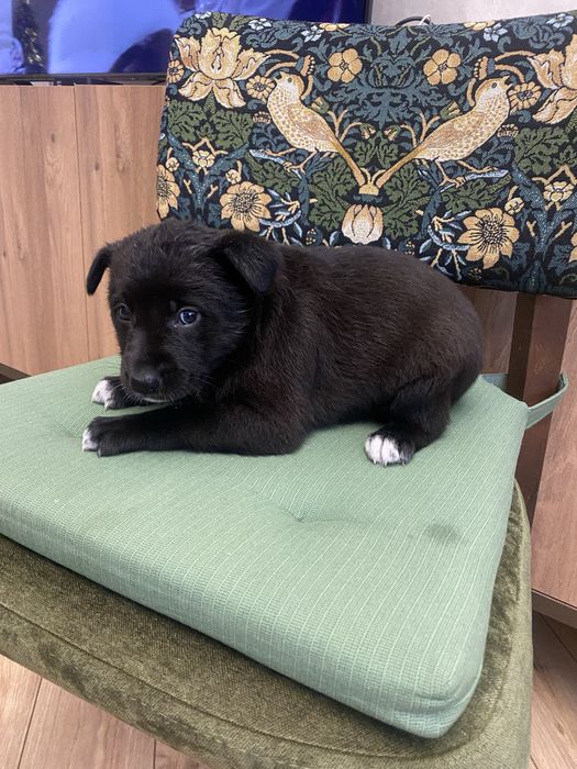 Щенок девочка помесь овчарки