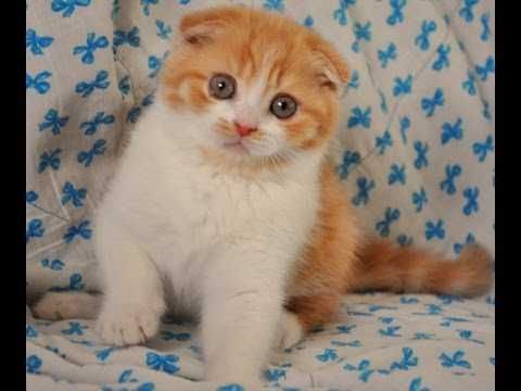 Продам котят .Вислоухих британцев