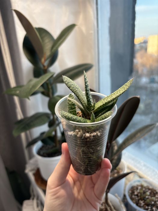 Продам комнатные цветы