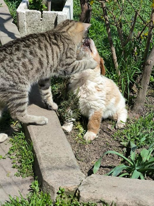 Мини Кокер на почти 3 месеца