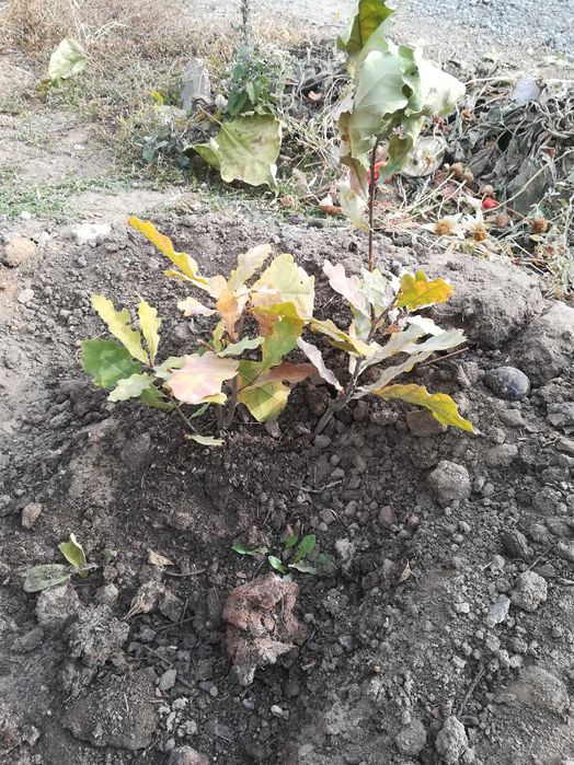 Семена  Катальпы, саженцы Дуба