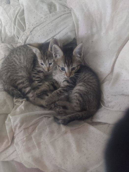 Отдам котят в хорошие руки