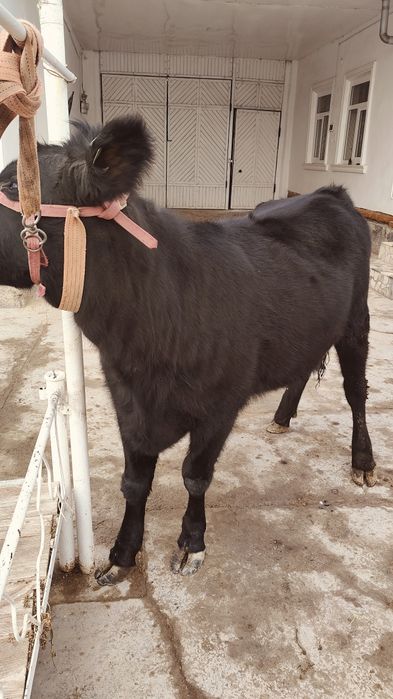Абердин Ангус Гунажин тозаси