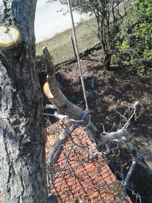 Рязане на опасни дървета