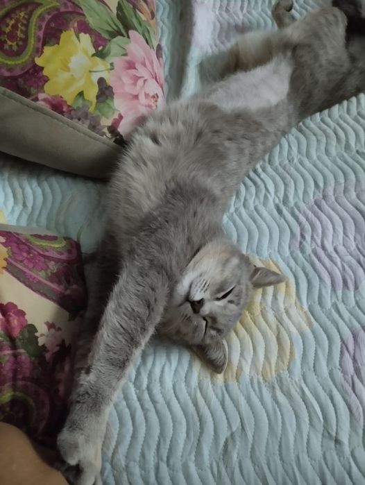 Кошечка в добрые руки