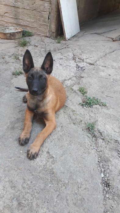 Продам щенков бельгийская  овчарка