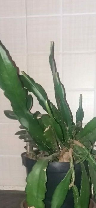 Бенгальский  фикус