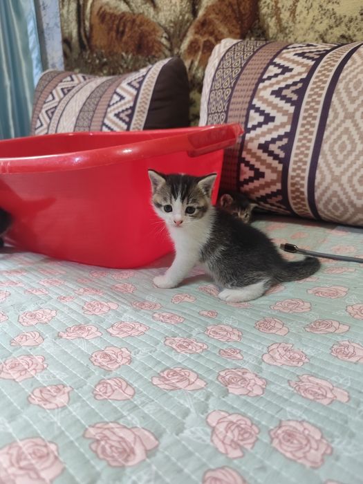 Котик породы Абессинец
