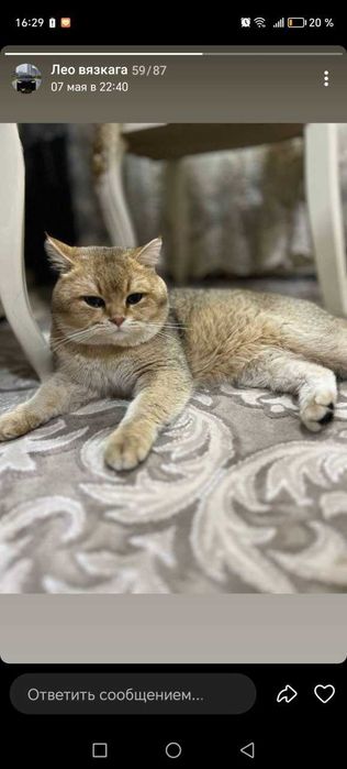 Shatlanskiy strayt zalataya shinshilla