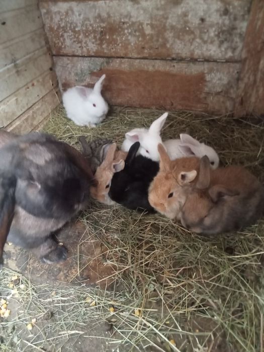 Vând 10pui la o lună sau schimb cu rațe