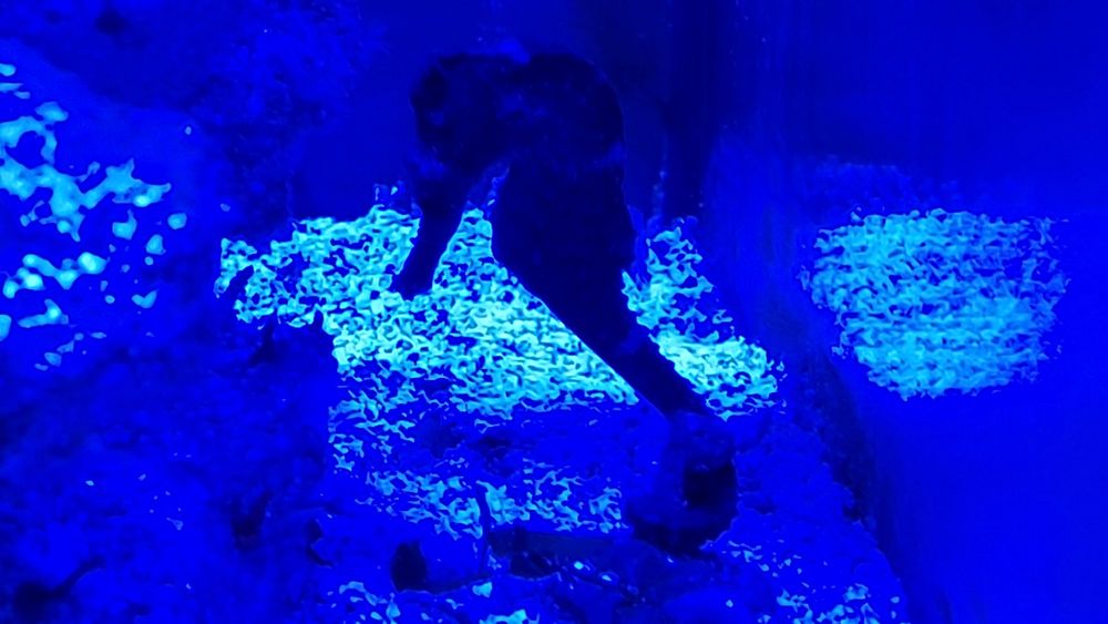 Vand ACVARIU de  Apa Sarata (RECIF-Cca 30 specii de corali)