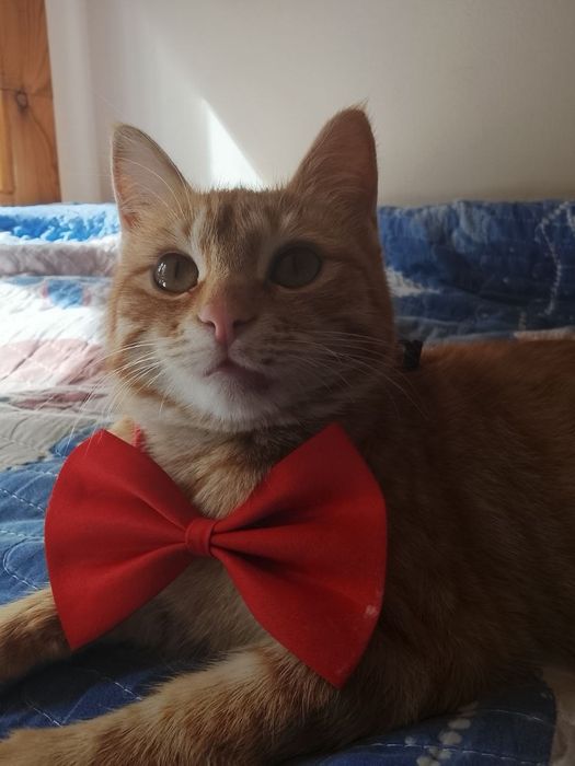 Девочка в хорошие руки, очень добрая .