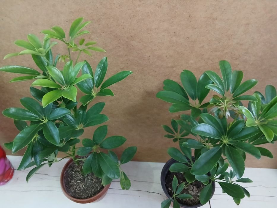 Шефлера высота 45-50см