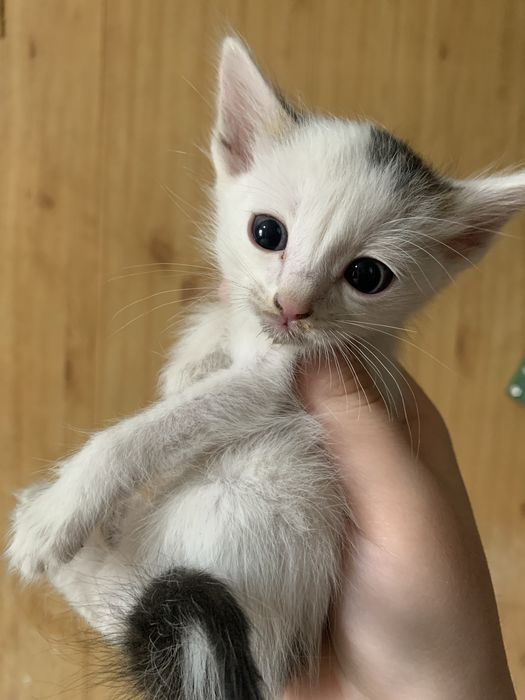 отдам котенка в добрые руки