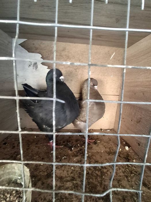 Продавам чифт модени