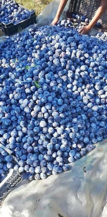Prune pentru pălincă