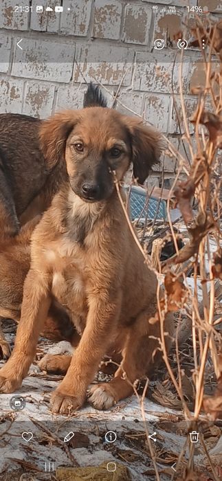 Собачки ищут дом!