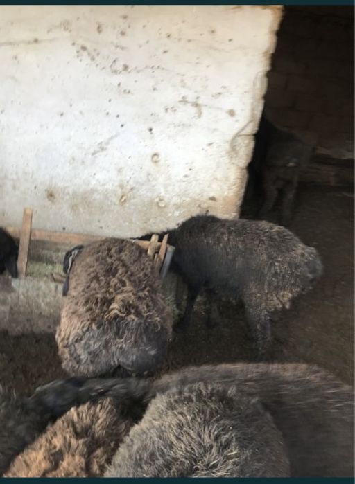 Кой баран сатылады семиз